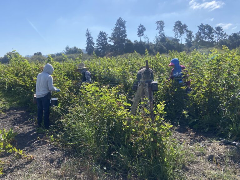 TRABAJADORES AGRÍCOLAS RECHAZAN CAMBIOS DE LA ADMINISTRACIÓN TRUMP QUE REDUCIRÍAN SUS SALARIOS