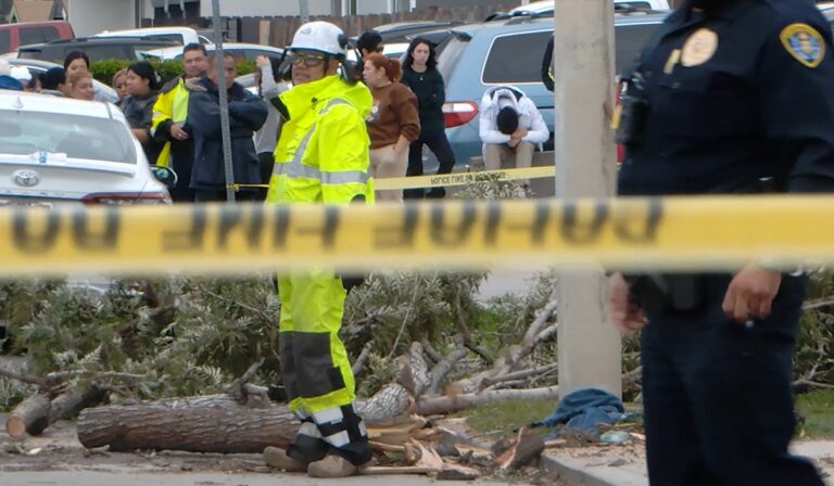 Muerte Trágica en San Diego: Árbol Caído Cobra Vida en Nochebuena