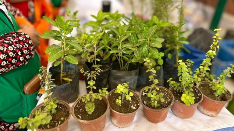 Torreón Rompe Récord de Árboles Plantados en 2025: ¡Un Gran Esfuerzo por el Medio Ambiente!