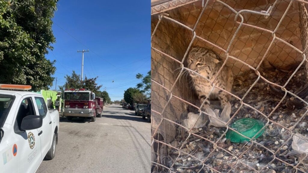Gato Montés Causa Alarma en San Pedro Tras Invasión a Domicilio