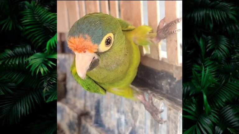 Más de 40 Animales Exóticos Asegurados en Operativo por el Día de Reyes en Michoacán