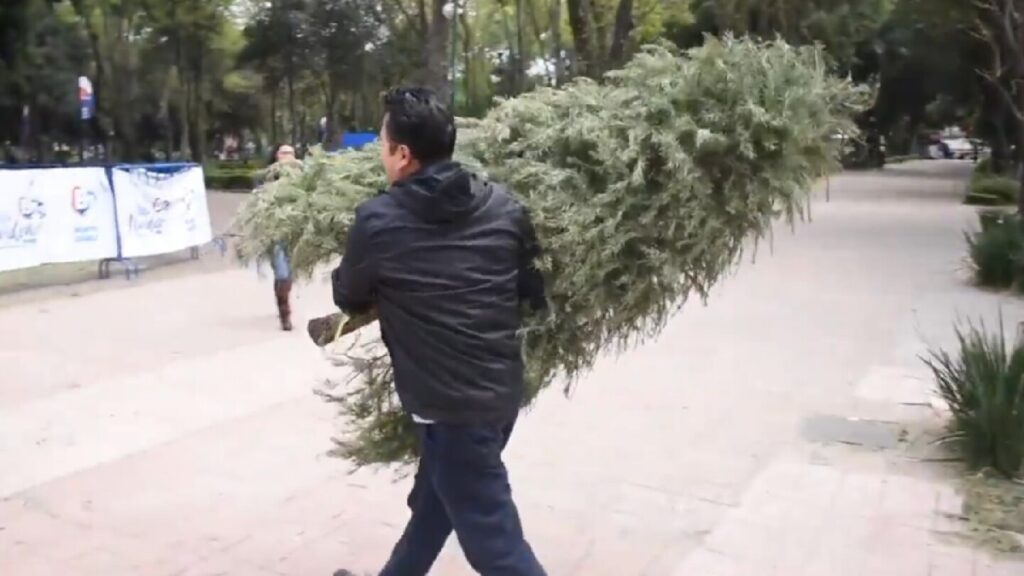 ¡Recicla tu árbol de Navidad en Zapopan! Descubre los mejores lugares de reciclaje
