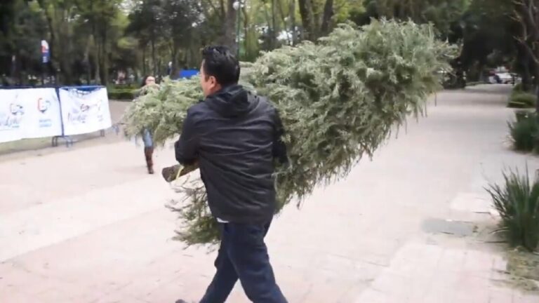 ¡Recicla tu árbol de Navidad en Zapopan! Descubre los mejores lugares de reciclaje