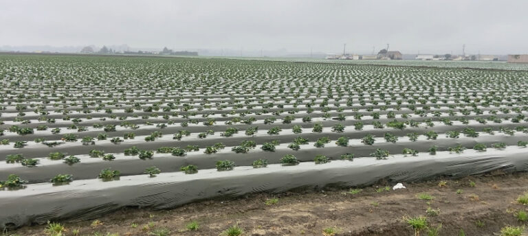 Agricultura Segura, Escuelas Seguras fija prioridades para proteger a comunidades agrícolas