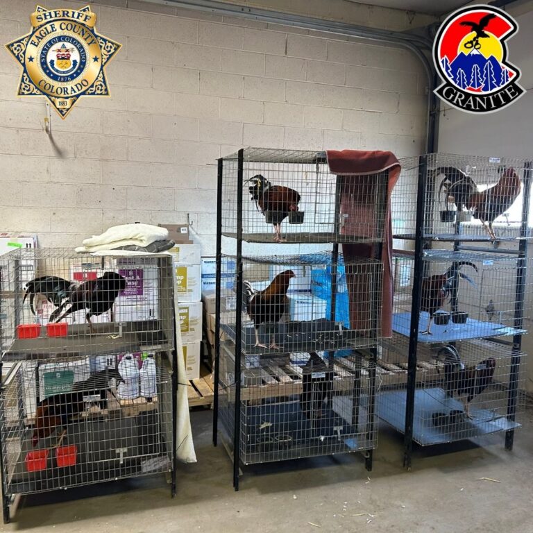 Rescate de 17 Gallos en Eagle County: Desmantelamiento de Actividades Ilegales