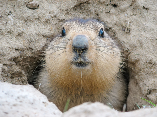 Día de la Marmota 2026: Punxsutawney Phil predice seis semanas más de invierno