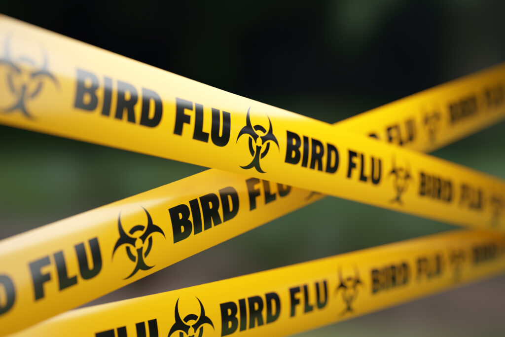 Aumento de Influenza Aviar en Colorado en 2026: Brotes Alarmantes en Granjas y Aves Silvestres