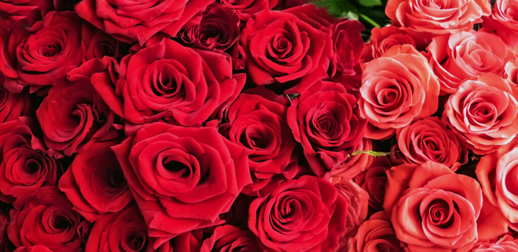 San Diego, el segundo mejor destino en EE. UU. para celebrar el Día de San Valentín