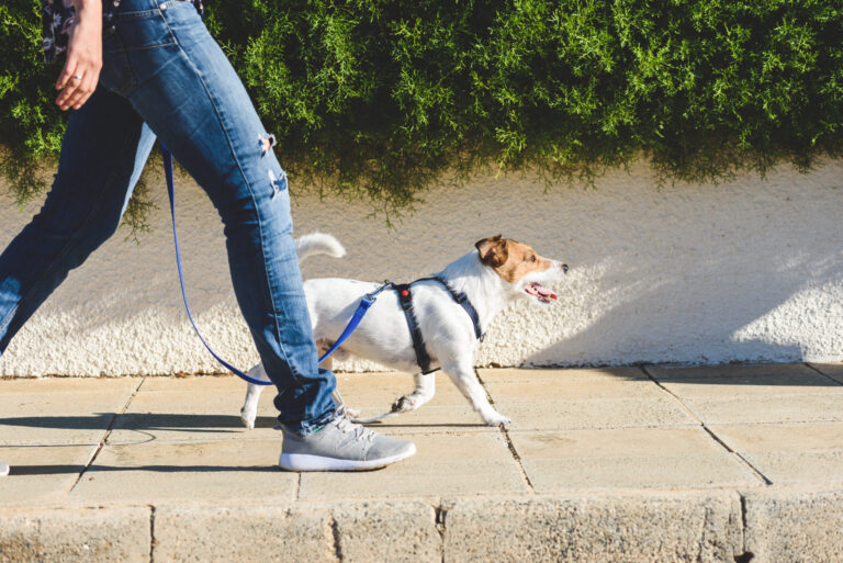 Chula Vista Acogerá el Segundo ‘Walk a Dog Day’ en el Refugio de Animales