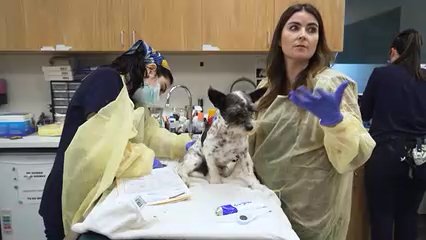 Cachorro sobreviviente a ataque de coyote en Rancho Santa Fe busca un nuevo hogar
