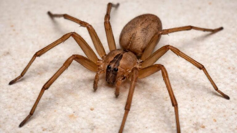 Temporada de Araña Violinista: Aumenta el Riesgo en los Hogares, ¿Qué Debes Saber?