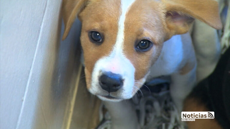 Colorado Avanza Hacia la Prohibición de Criaderos Comerciales para Proteger a las Mascotas