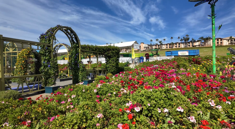 80 Millones de Flores Transforman Carlsbad en el Destino Primaveral Más Colorido de California