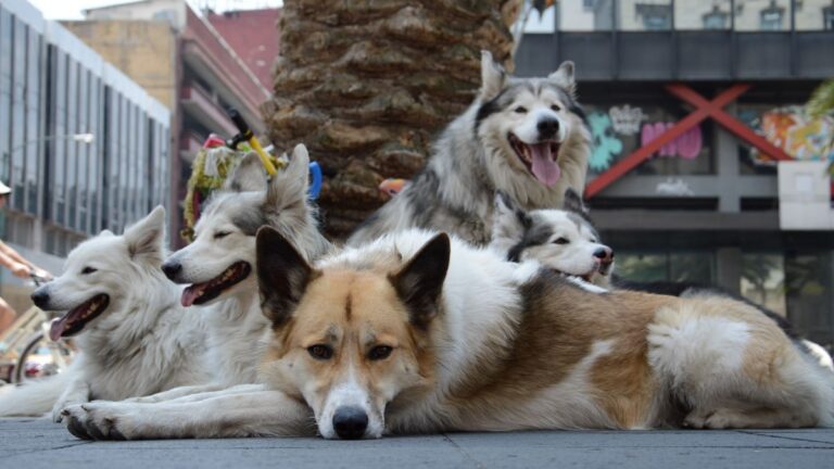 Propuesta del Congreso: Hasta 36 Horas de Arresto por Pasear a tu Perro sin Correa