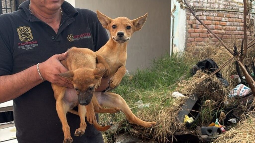 Tlaquepaque enfrenta la crueldad animal: Rescatan 21 perritos abandonados sin agua ni comida