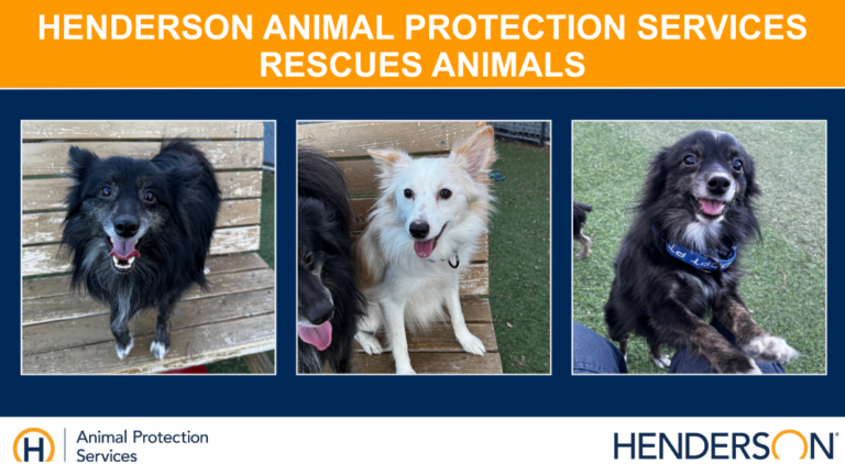 Rescate de animales: Henderson logra victoria legal en la lucha contra el maltrato