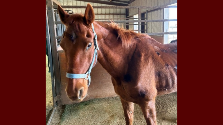 Oficina del Alguacil de Lubbock Busca Dueño de Caballo Encontrado en el Condado