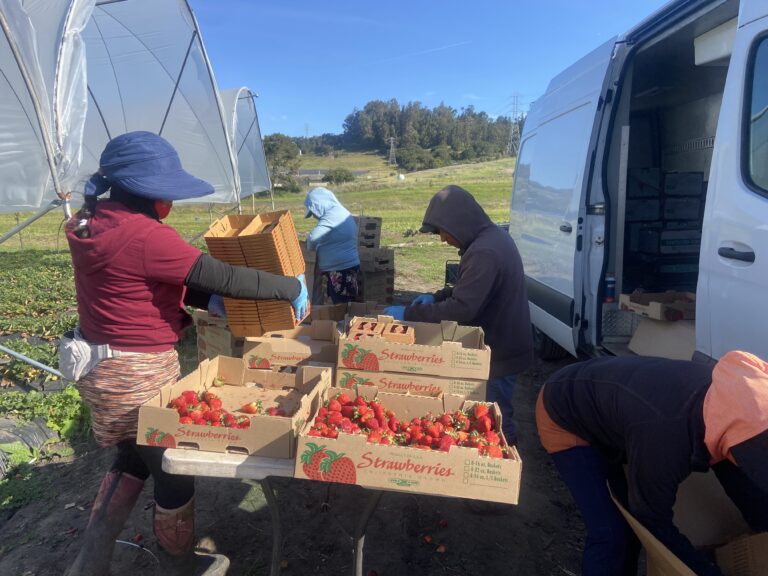 Empleadores agrícolas refuerzan medidas de seguridad ante altas temperaturas en la Costa Central