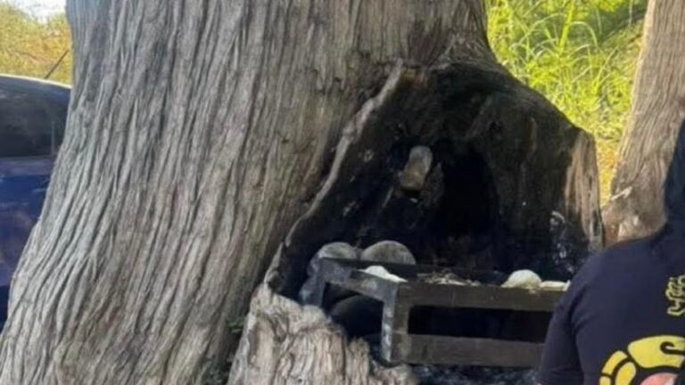 Escándalo en Allende: Detenidos por Usar Árbol como Asador