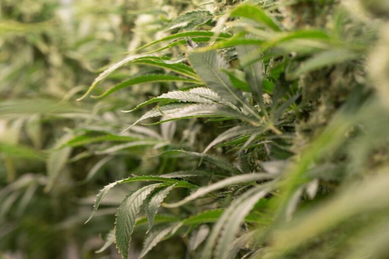 Importante Empresa de Cannabis Cierra Cultivo en Denver y Despide a 132 Empleados