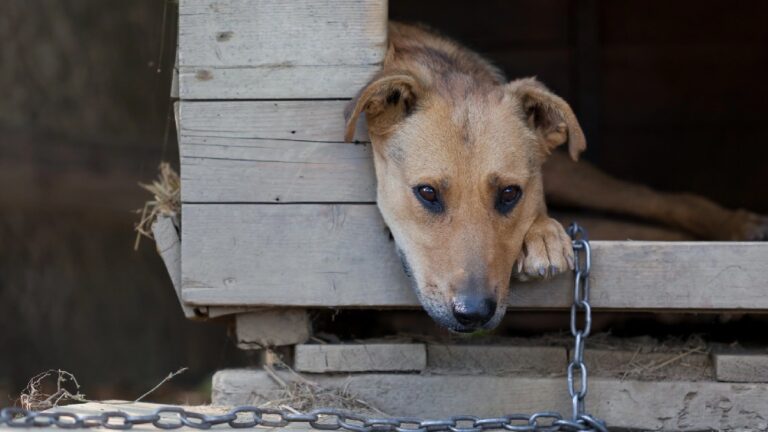 Rumania en el centro de la polémica por sacrificio de más de un millón de perros
