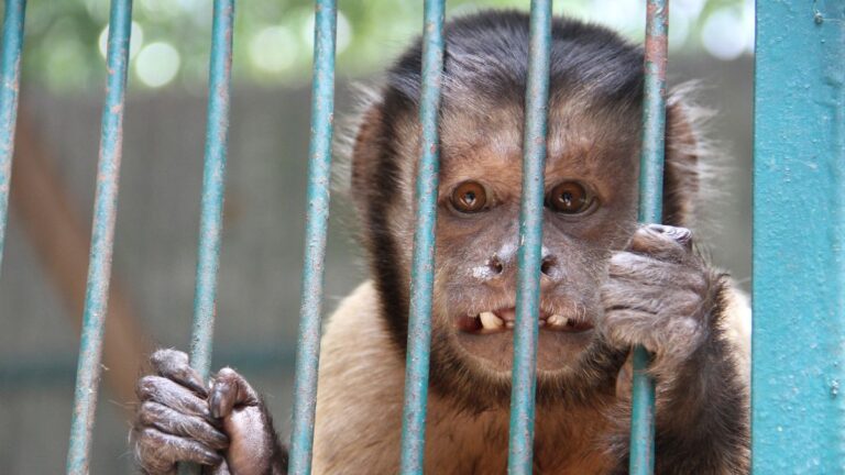 El Club de los Animalitos de Tehuacán cierra: Controversias y cierre definitivo