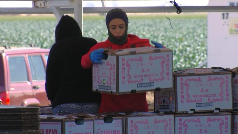 Proponen distribuir productos menstruales gratuitos a trabajadoras del campo en California