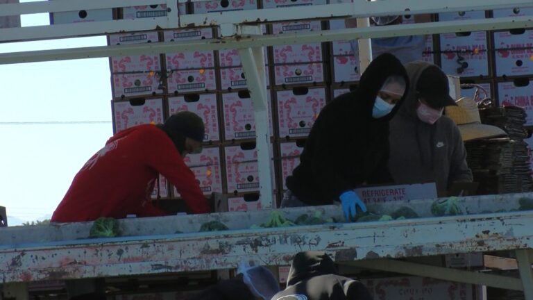 Organizaciones alzan la voz por trabajadores agrícolas en el condado de Monterey