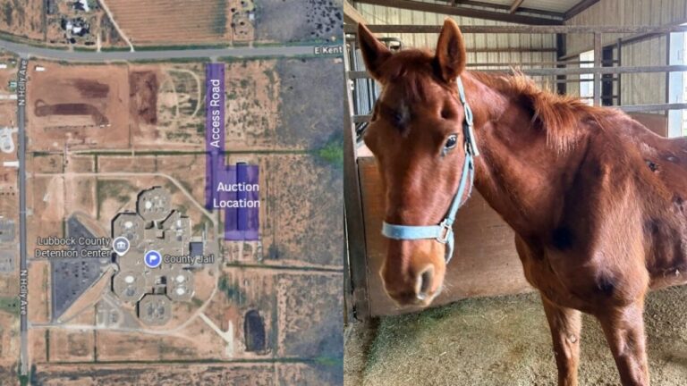 Subasta Pública de Caballo Extraviado en Lubbock Anunciada por el Sheriff del Condado