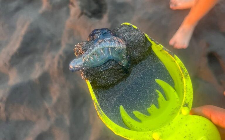 Playas de Colima: Precauciones con Organismos Marinos que Provocan Dolor