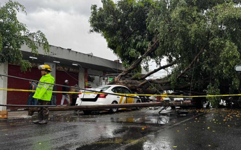 Lluvias Atípicas en Guadalajara: Gigantesco Árbol Cae Sobre Vehículos en Oblatos