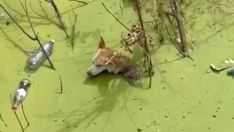 Rescate heroico de un perrito atrapado en canal de agua contaminada en Guadalajara