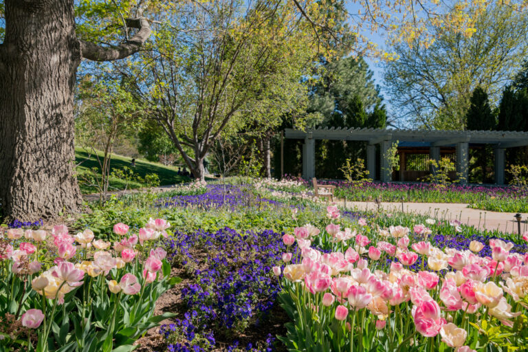 El Hongo que Amenaza las Flores en Denver Botanic Gardens