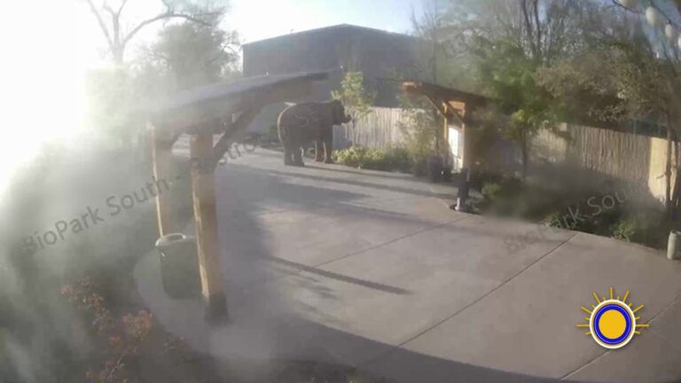 Elefante Alice se Escapa en Zoológico Local: Cómo Se Manejaron los Protocolos de Emergencia