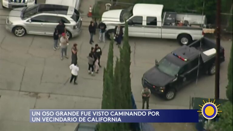 Osos en California: Incremento de Encuentros en Vecindarios y Medidas de Seguridad