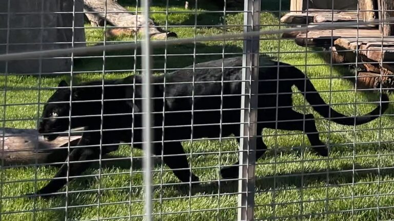 Onyx, el Leopardo Negro Rescatado, Celebra un Nuevo Comienzo en Santuario Animal de San Diego