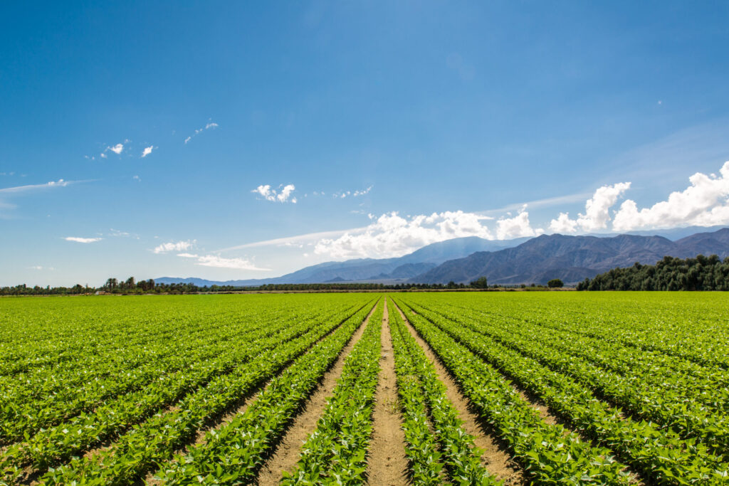 Agricultores en Colorado Luchan contra Sequía y Costos Antes de los Mercados Agrícolas