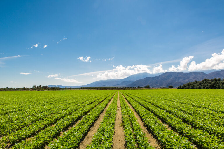 Agricultores en Colorado Luchan contra Sequía y Costos Antes de los Mercados Agrícolas