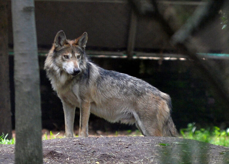 El Programa de Lobos en Colorado: ¿Puede Sostenerse Ante los $1.3 Millones en Pagos por Daños?