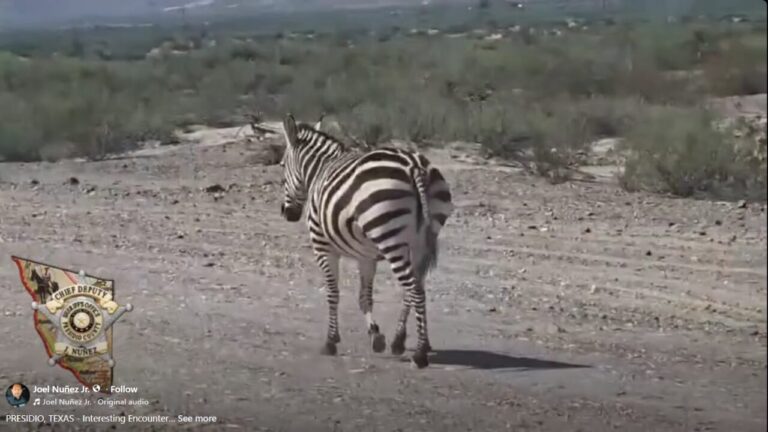 Impactante Avistamiento de Cebra en Carretera de Presidio Sorprende a la Comunidad