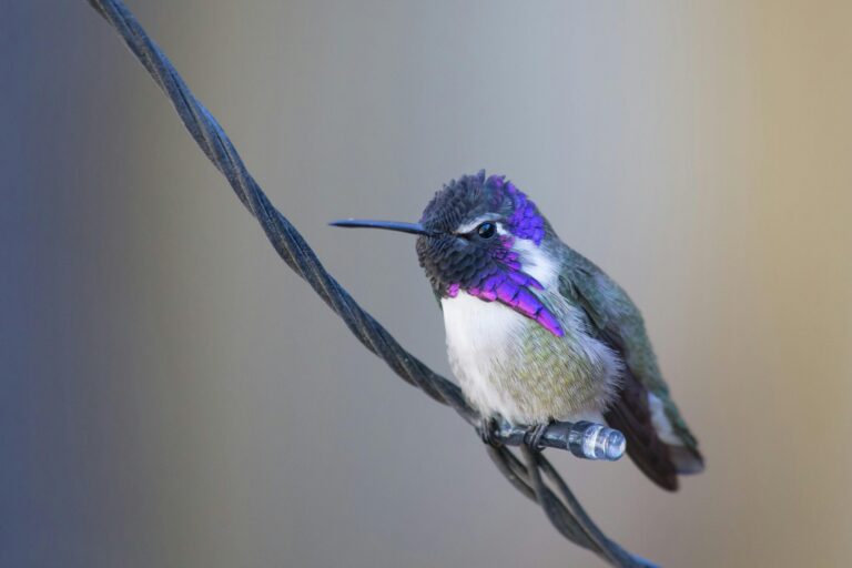 Colibríes en Colorado: Llegan Antes por el Cambio Climático
