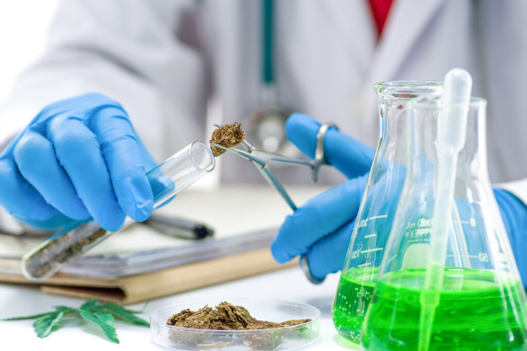 Marihuana en Colorado: Reguladores Enfrentan Uso Ilegal de Cáñamo