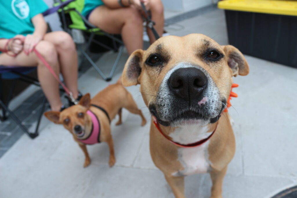San Diego Humane Society Amplía Horarios para Facilitar la Adopción de Mascotas