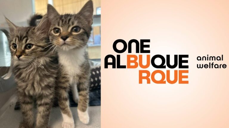 Esterilización de Mascotas en Albuquerque: Un Éxito Durante la ‘Temporada de Gatitos’