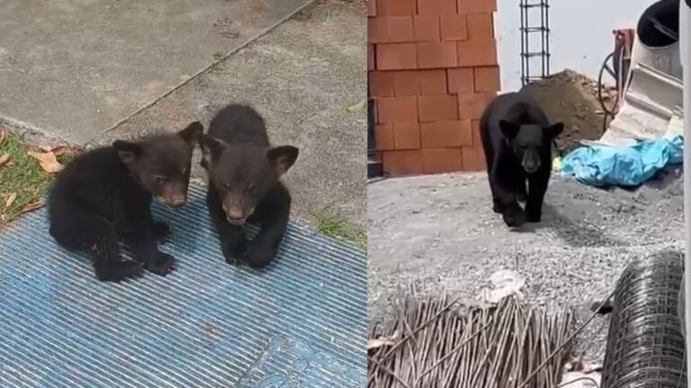 ¡Sorprendente! Familias de osos pasean alegremente por Monterrey | VIDEO
