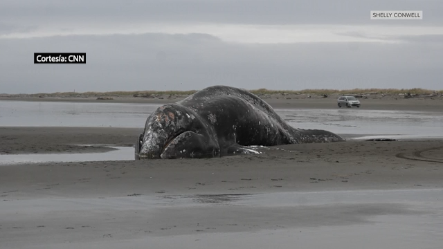 Crisis en el Pacífico: alarmante aumento de ballenas grises muertas revela colapso en su alimentación