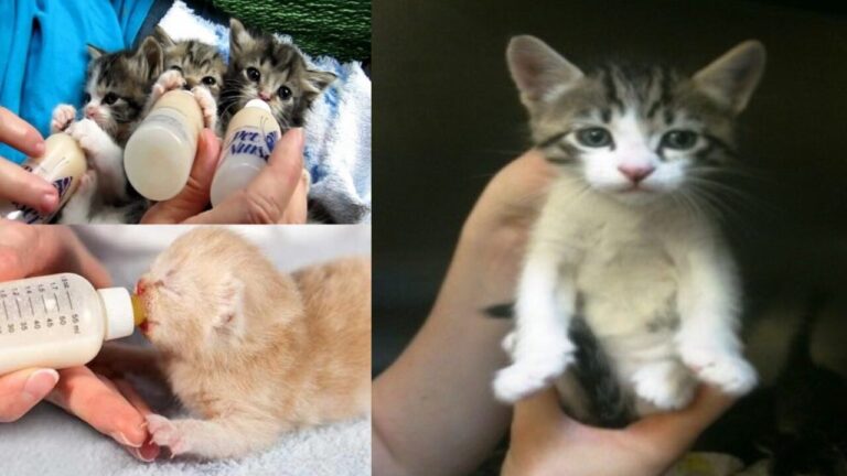 Refugios en Albuquerque: Consejos Claves Durante la Temporada de Gatitos