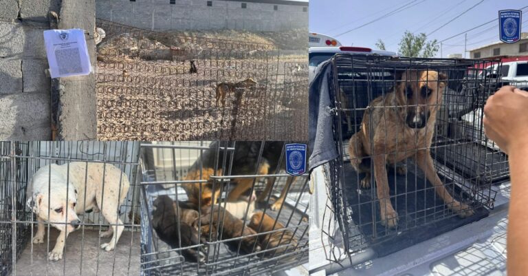 Rescate de Animales Maltratados Fortalece Lucha contra el Abuso en Ciudad Juárez
