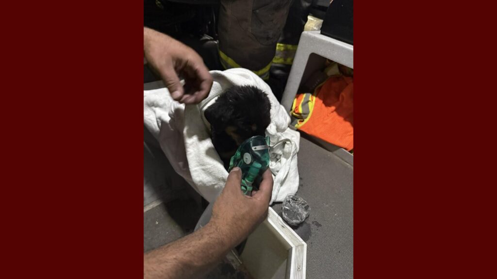 Rescate Heroico: Bomberos de Big Spring Salvan a Cachorro Durante Dramático Incendio