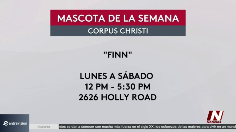 Descubre la Mascota de la Semana en Corpus Christi: ¡Fing Busca un Nuevo Hogar!